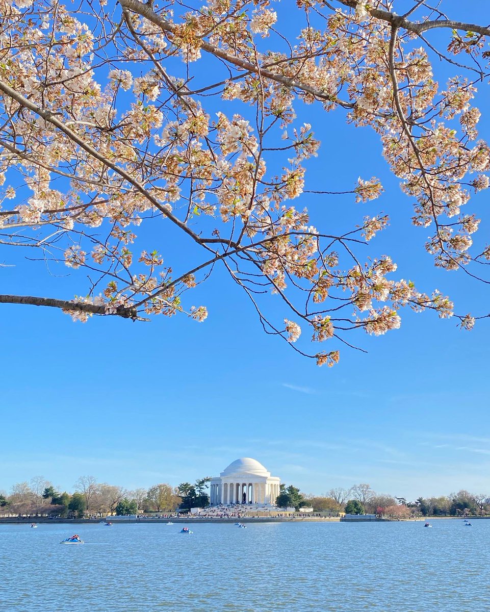 SimoneWu5's tweet photo. What an unforgettable trip🌸 #spring2022 #cherryblossom #桜 #WashingtonDC https://t.co/WPaYYYfiNz