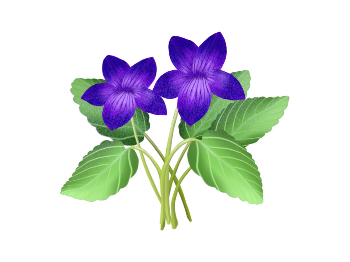 スミレのイラスト のイラスト マンガ コスプレ モデル作品 1 件 Twoucan