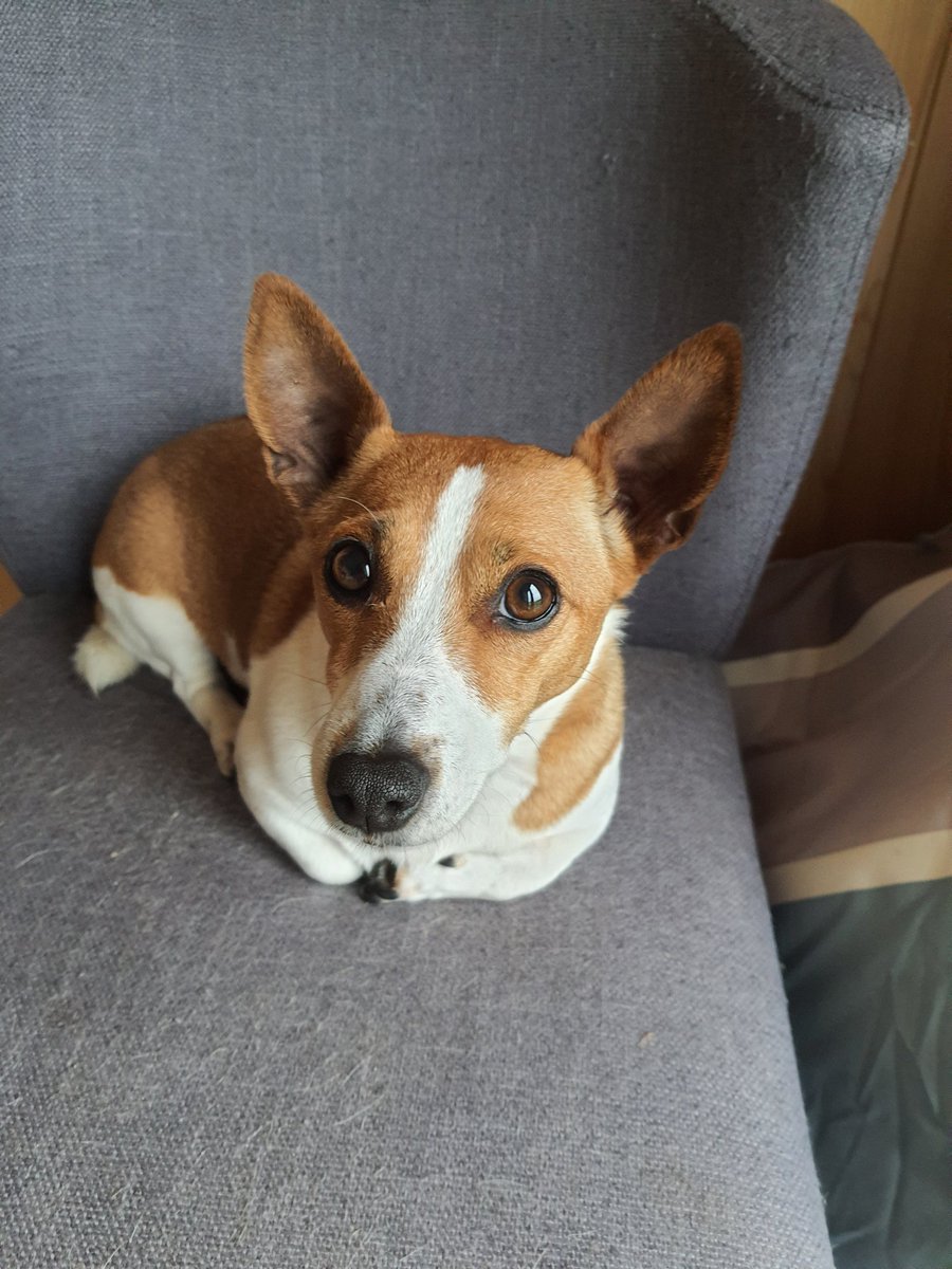 chewitt52's tweet photo. @TodayFM Tinkerbell was named by her foster family before she came to live with us. Her names include lady bellington, bellybobber, belly, jelly belly (she doesnt like to share) and awe - she knows and responds to it. https://t.co/t9ORFhX0mI