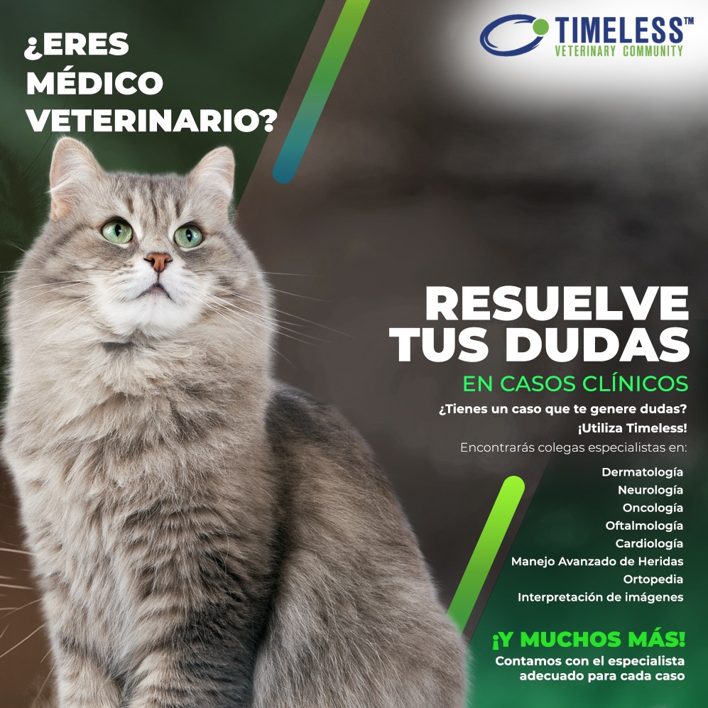 TimelessVetES's tweet photo. #MédicoVeterinario Tus colegas especialistas de Timeless están ahí para ayudarte con cualquier duda sobre cualquier caso clínico

🔹 En Timeless sabemos perfectamente que TODO Médico Veterinario llega a tener dudas o a necesitar apoyo por falta de tiempo.

https://t.co/JsUndpSkXU https://t.co/Fp08G3JxGV