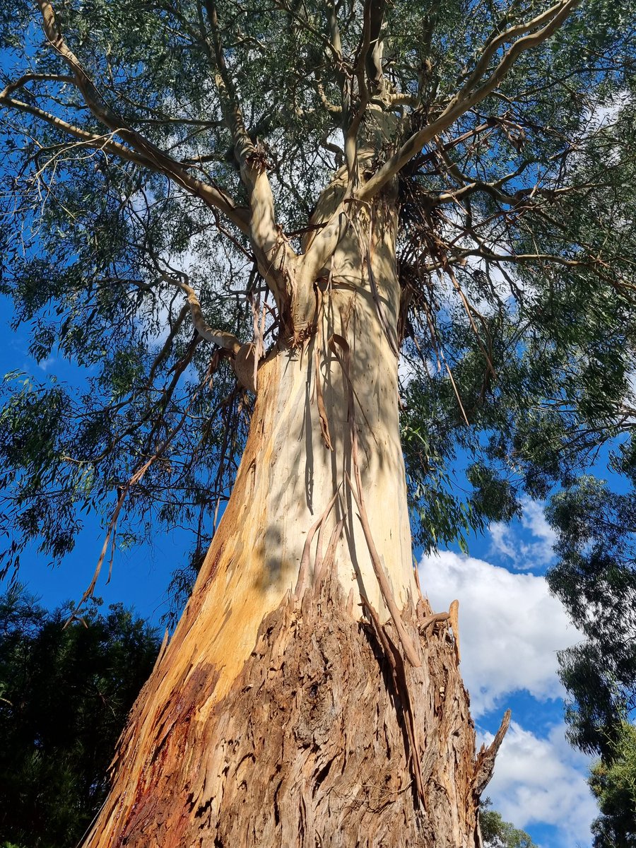 Meldawson6's tweet image. Good morning!...especially to this gorgeous Manna gum, basking in the sunshine, somewhere in the Yarra Valley.😉...@EucalyptAus #HabitatMatters #StopNativeForestLogging ☮️🌳