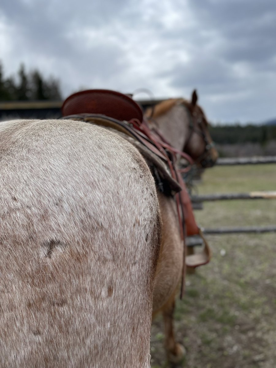 ThreeBarsRanch's tweet photo. Big roan Horse… his name is slim #threebarsranch https://t.co/DEJyH7NEMN