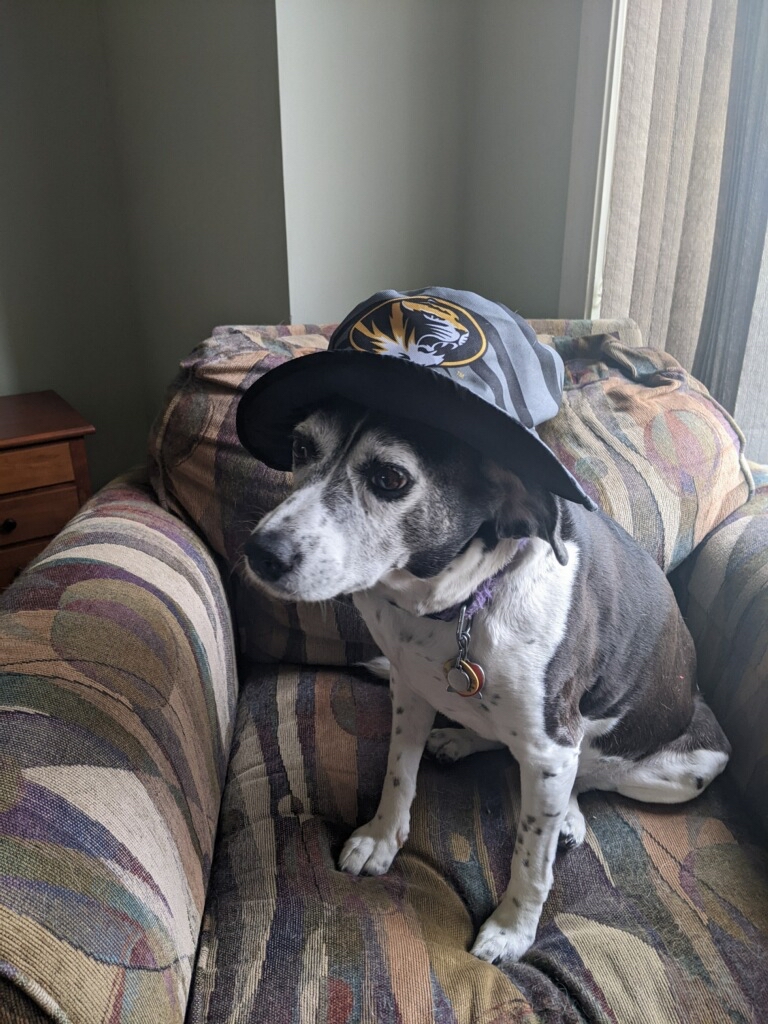 MizzouLibraries's tweet photo. We love any excuse to show off our pets. Zelda loves her Mizzou hat #NationalPetDay #DogsOfMizzou https://t.co/Eg36ORNg0i