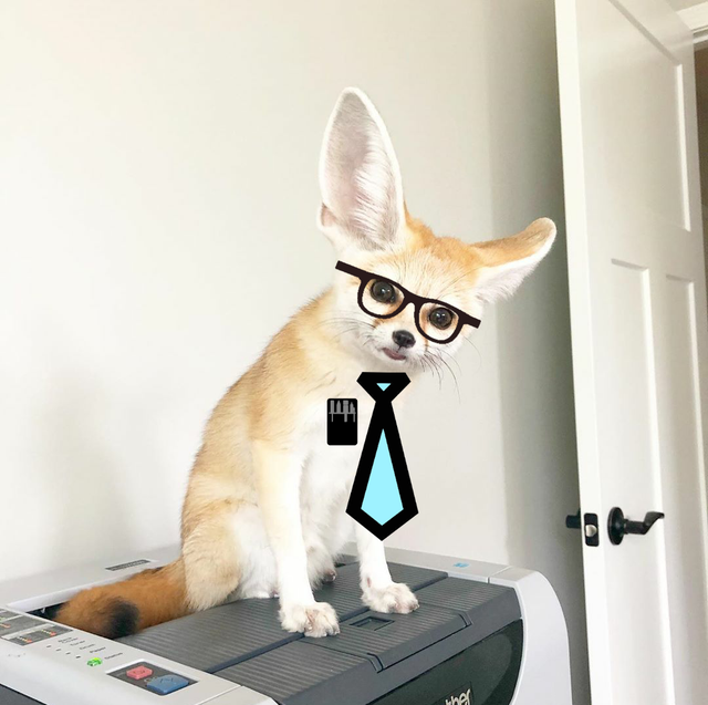 FennecEveryHr's tweet photo. https://t.co/sc9J8sBk85