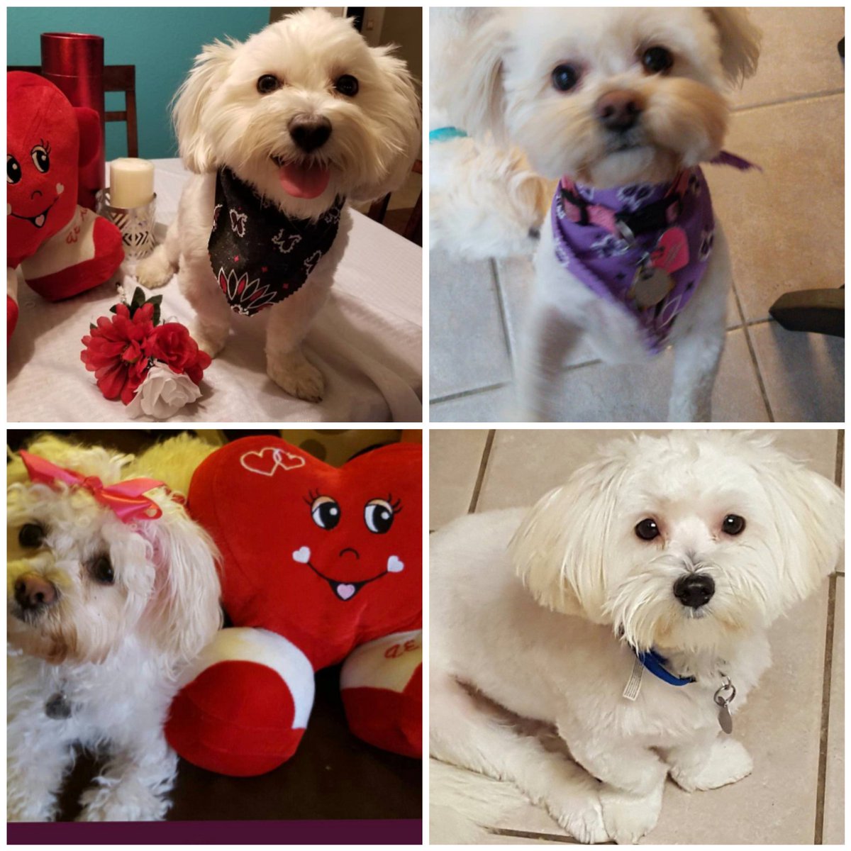 DannyTrigosok29's tweet photo. Por el amor incondicional durante ya casi una decada. Linda &amp;TK son los amores mas dulces y autenticos de nuestras vidas!! Gracias por tanto..😊❤
#NationalPetDay
#amorperruno
#unconditionallove
#inlovewithmypets https://t.co/b7rNZ2FOb3