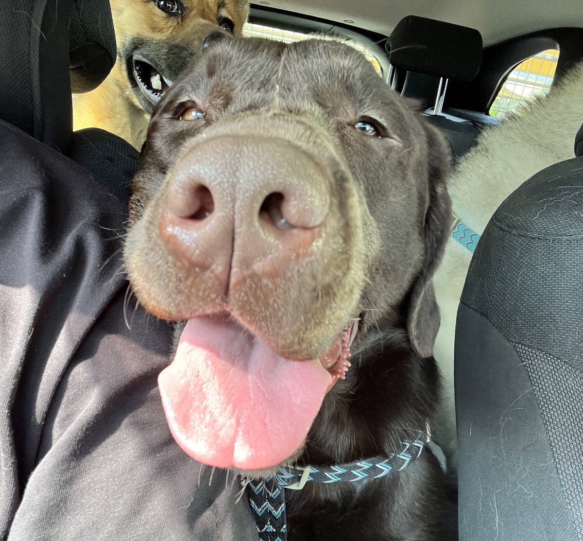 ®️様確認ハスキー　ラブラドール　龍 北海道】森山 潤子(もりやま じゅんこ)ブリーダー｜みんなのブリーダー