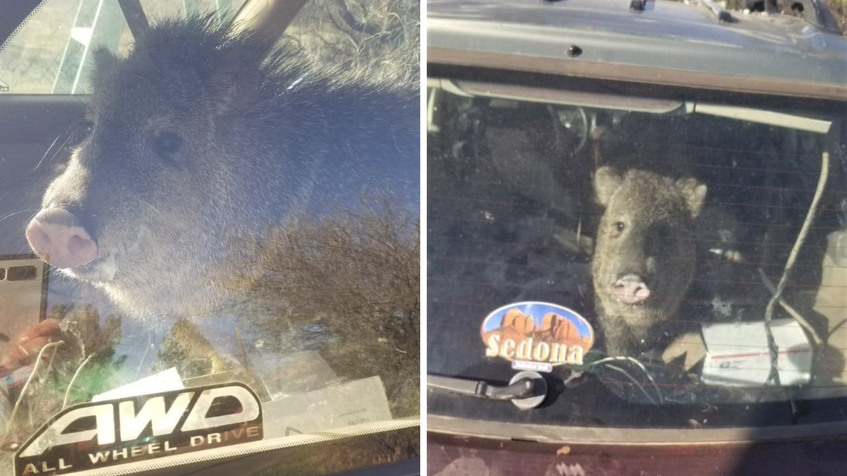 A hungry javelina in Arizona was trying to get a bag of Cheetos when it ended up going for a drive, trapped inside an empty car and bumping it into neutral: bit.ly/3v7LeMh