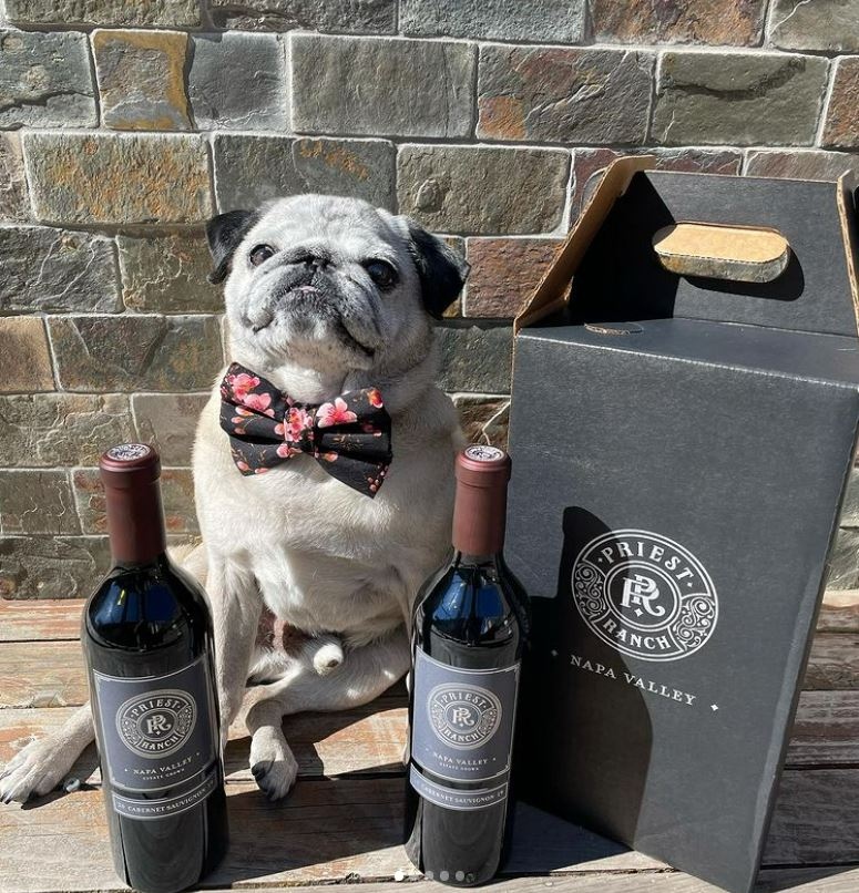 PriestRanchWine's tweet image. Today is #nationalpetday and we want to raise a glass to all of our wine-loving fury friends. 

Pictured here is Maui - one of the biggest fans of Priest Ranch wines. 

📸: @HAWAIIANM5

#uncommonadventure #priestranch #priestranchwinery  #nationalpetday