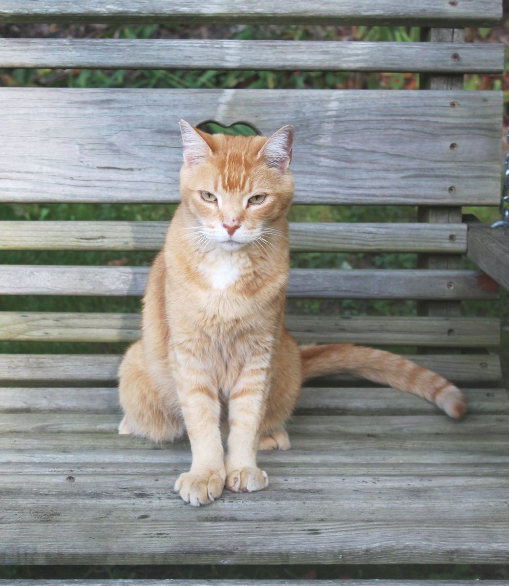 SusieQ6shooter's tweet photo. #NationalPetDay Grayce (RIP); Parky (RIP) ; Gabby; Abigail Tully; Ghost Cat &amp; the #WagonLoad includes: Barney; Betty; Bam Bam; Black Jack; Betty &amp; Bobtail. https://t.co/BDfBZUP9ag