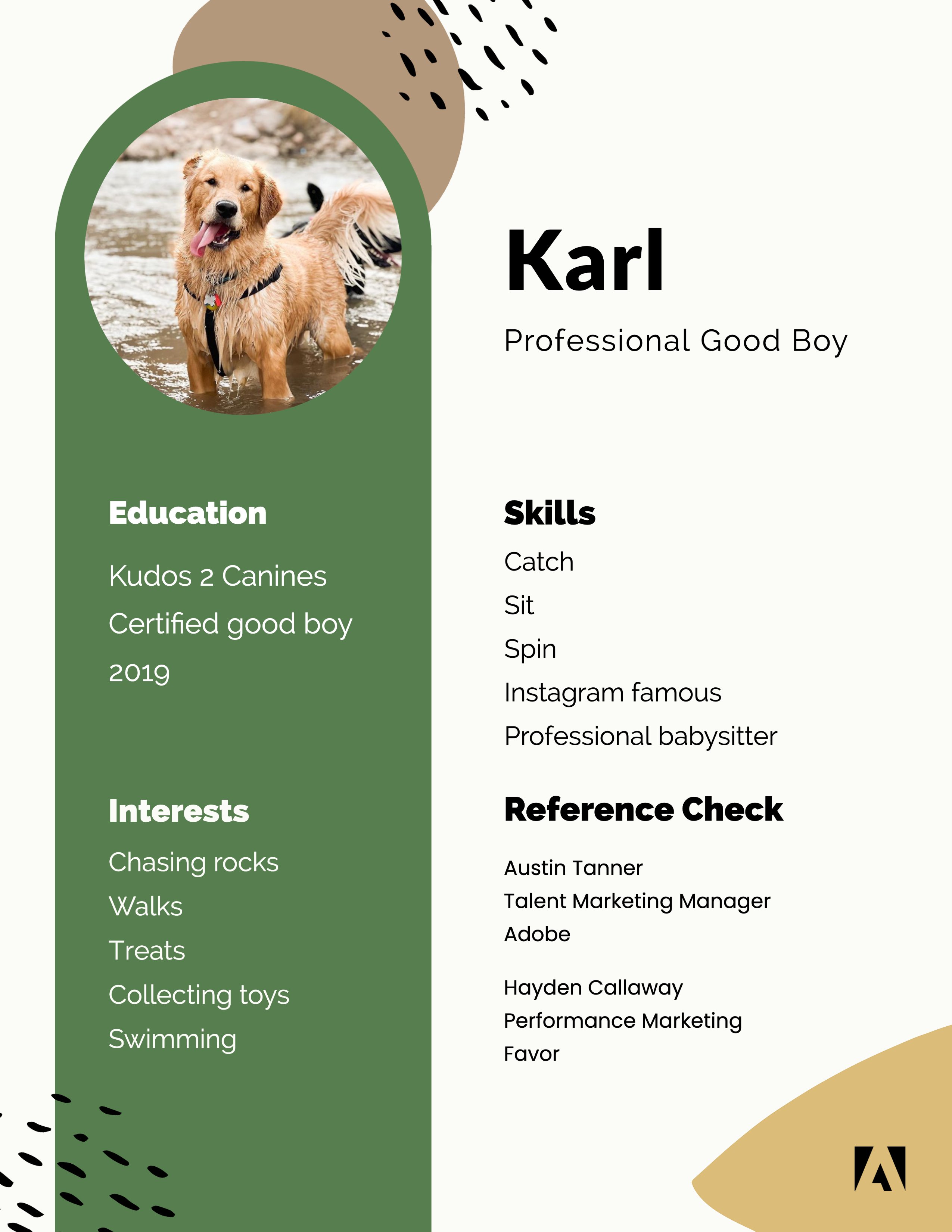 Why Does My Dog Collect Rocks