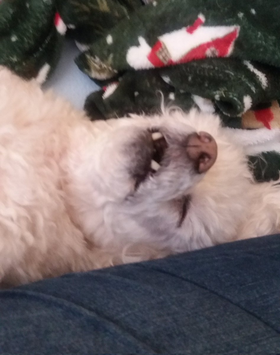 Happy #NationalPetDay to my sleeping rescue pup.