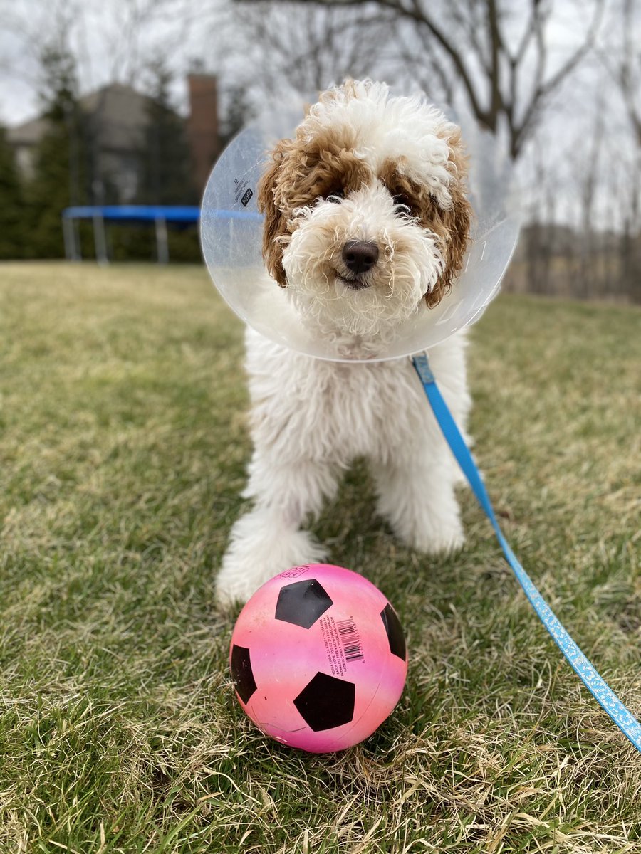 NextLevelProds's tweet image. #NationalPetDay