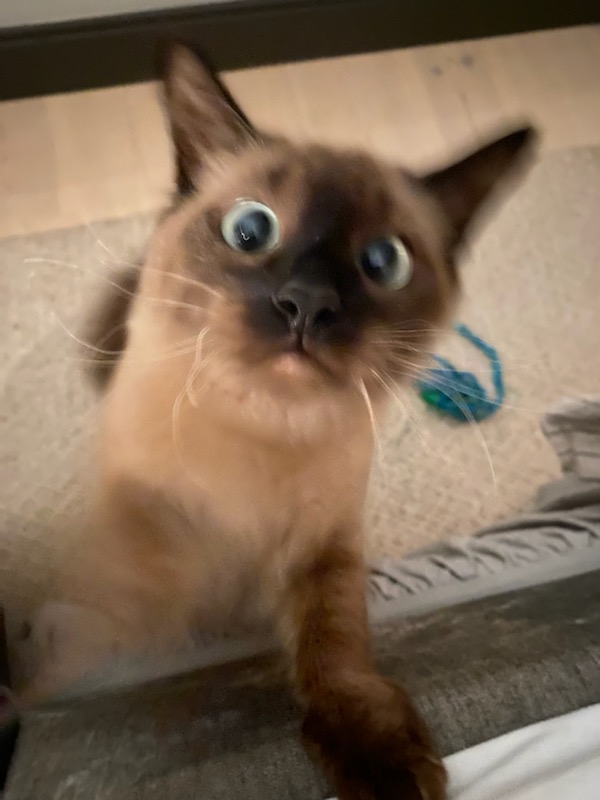 INACTIVE ACCOUNT FOLLOW @tr4cerRounds tweet media