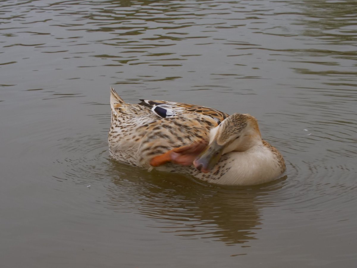 push retweet to feed the happiest ducks
twitch.tv/dashducks