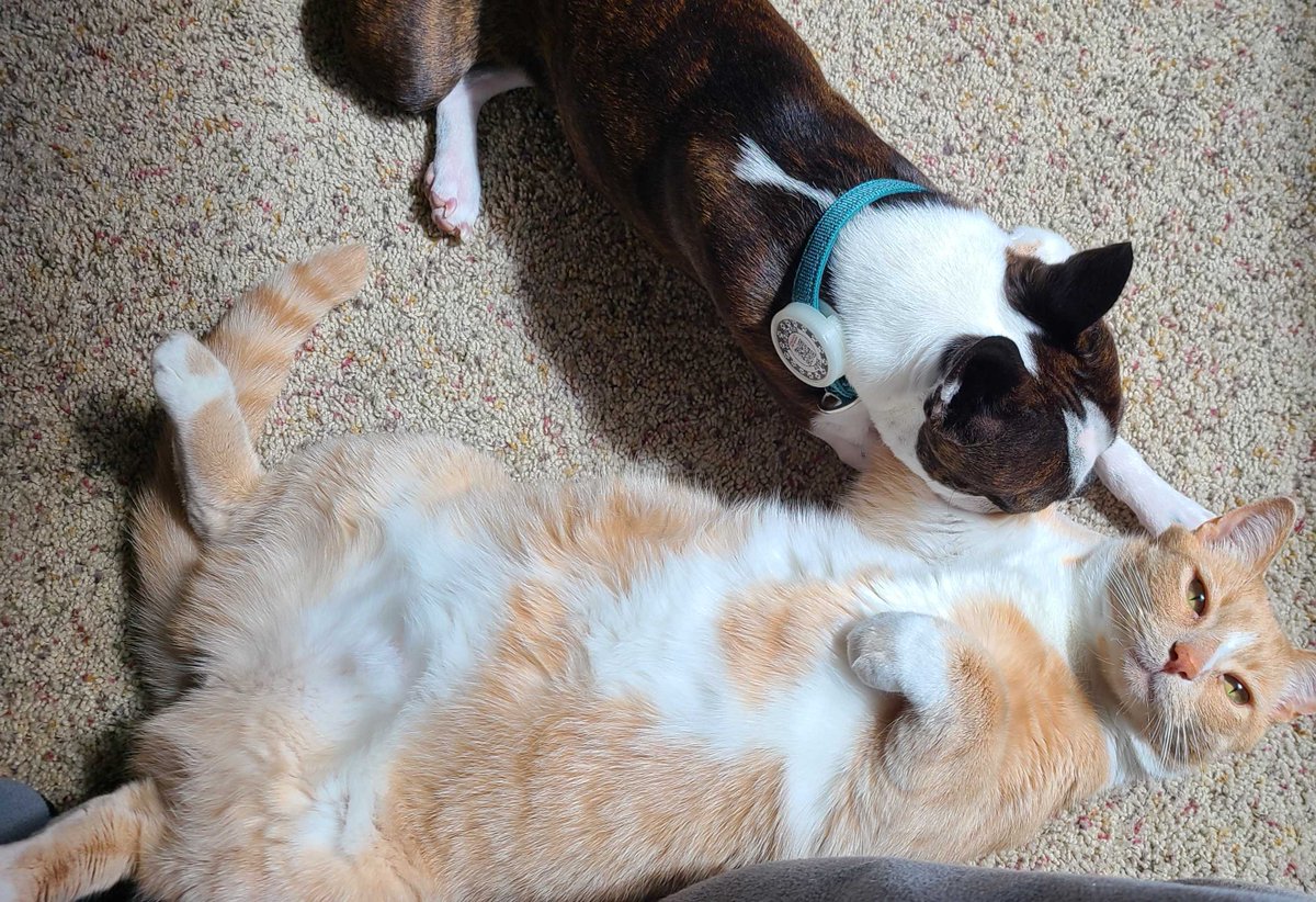 PetHub's tweet photo. Happy National Pet Day! Let's face it -- when you're a pet parent, EVERY day is National Pet Day, am I right?? 

Show us YOUR favorite furry friend in their element!

#PetHub #PetHubTag #NationalPetDay #PetParent https://t.co/7ZxsBBuj7r