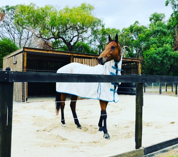 bellbird_park's tweet photo. Our sand yards are ideal for laminitic horses & ponies. Also beneficial for the box > yard > paddock progression post surgery & injury.
#thoroughbred #racing #boxrest #yardrest #postsurgery #equineinjuryrehab #southeastequinerehab #bellbirdpark #thoroughbredagistment https://t.co/lJMCefYarw
