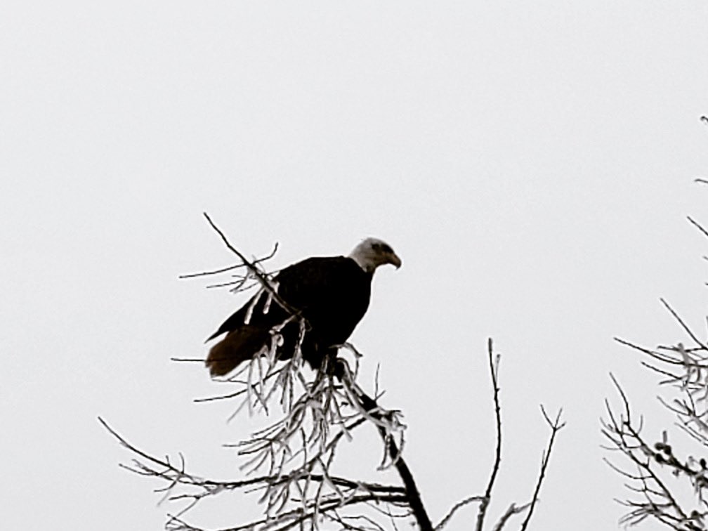 pippy_park's tweet photo. An eagle 🦅 on the 9th hole of the Admiral’s Green ⛳️ Still icy on the hill this week 🧊 #golf #pippyparknl #18hole #9hole #golfing #explorenl #atlanticcanada #eastcoastcanada #stjohnscaptured #stjohnsnewfoundland #americaneagle #ice #eaglewatching https://t.co/lfBHx9Caaq