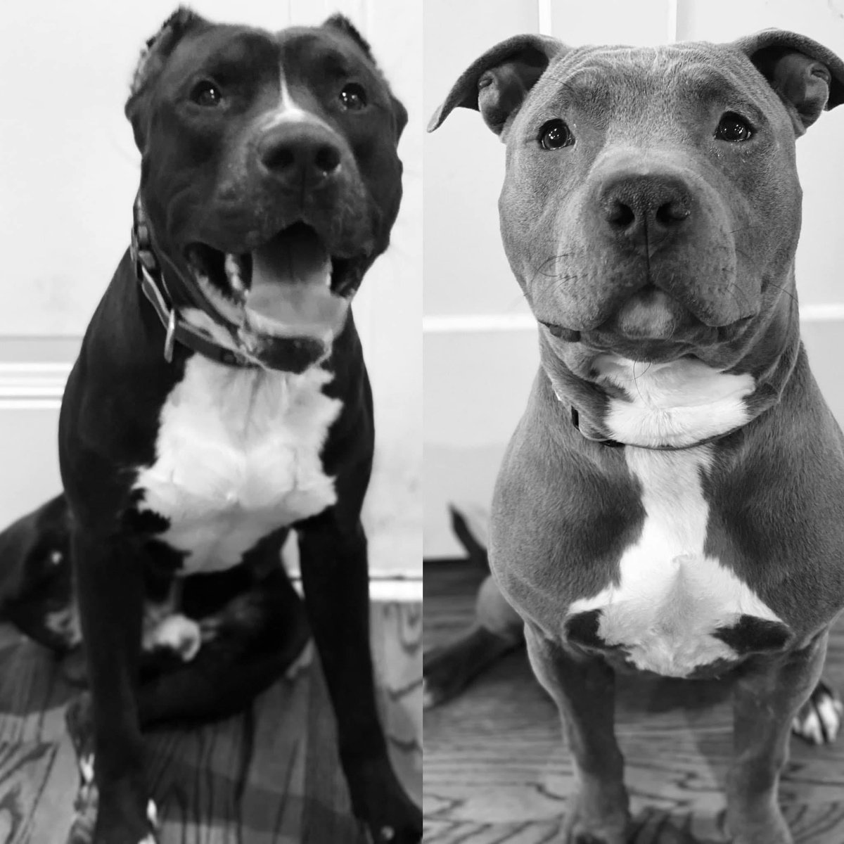 ProactiveTalent's tweet photo. Did you know that today was #NationalPetDay? Don't forget to do something nice today for your pet! Courtesy of your friends and furry friends at #ProactiveTalent! 

 #NationalPetDay #Recruitng #EmployerBranding” https://t.co/ST5V5rmQSU