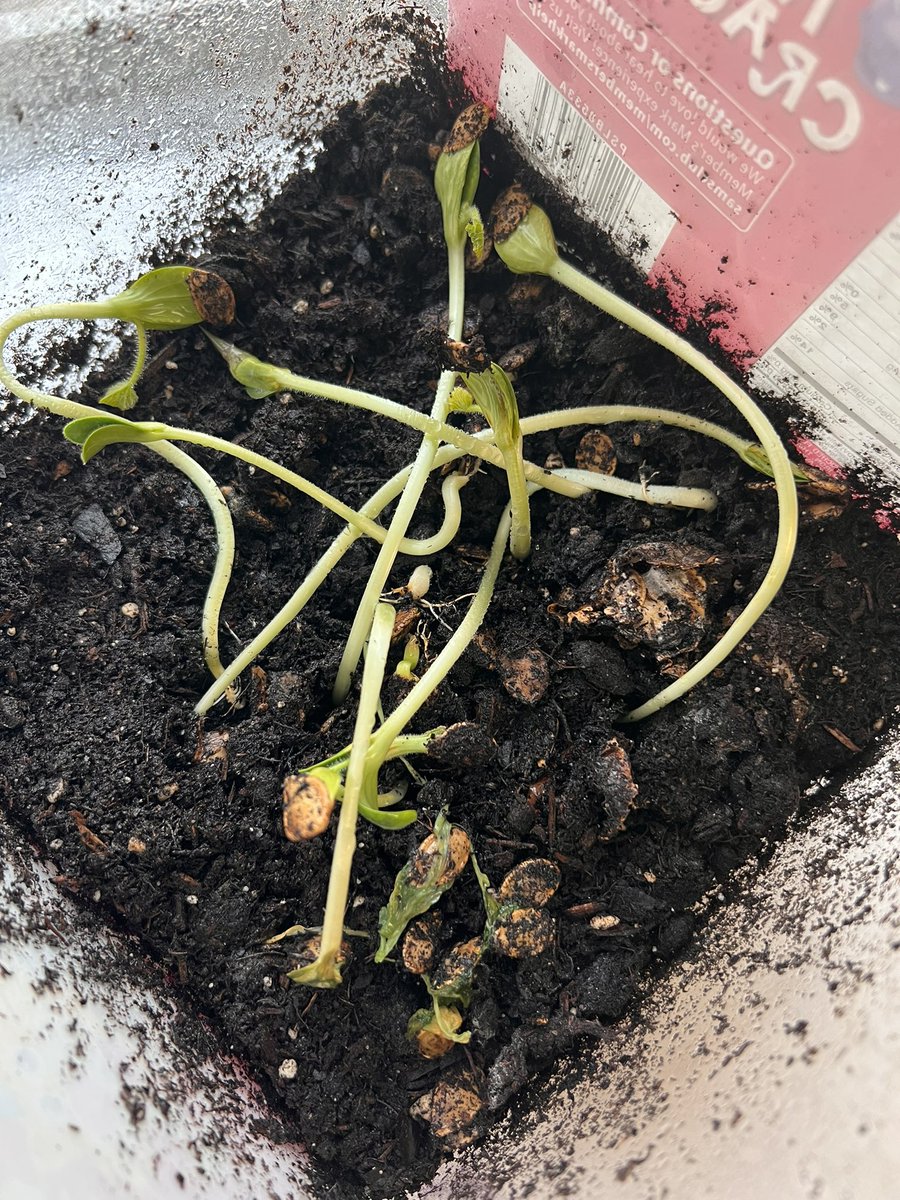 In October we began our journey with Pumpkin Jack, learning about his life cycle and how his recycled terrarium would make the perfect place for his life to begin. I am pretty sure I was just as exited when his very first sprout appeared! <a href="/SemmesElem/">Semmes Elementary</a> <a href="/jenniferfetner/">Jennifer Fetner</a>