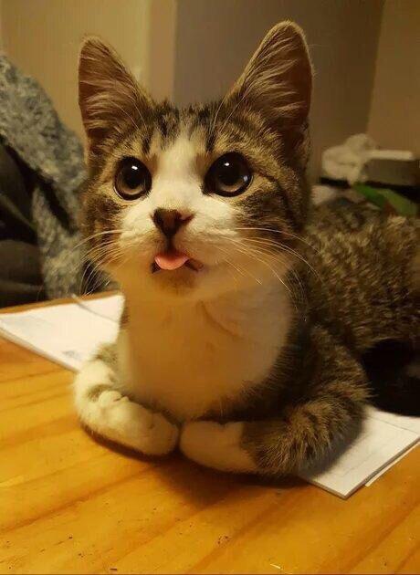 WholesomeMeme's tweet photo. Kitty. https://t.co/UGgNb5ZdEM