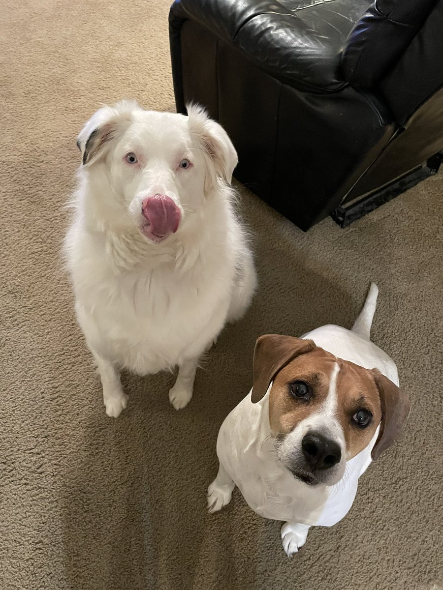 MelSepter's tweet photo. @Chewy @Chewy fans! https://t.co/4fo0lPtW3d