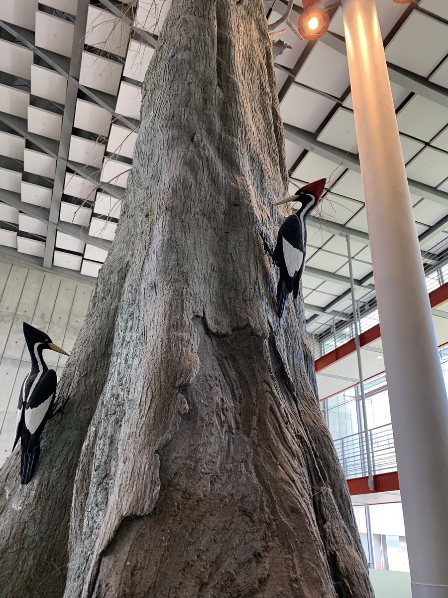 People keep saying it’s hard to get photos of the Ivory-billed Woodpecker. This was very easy.