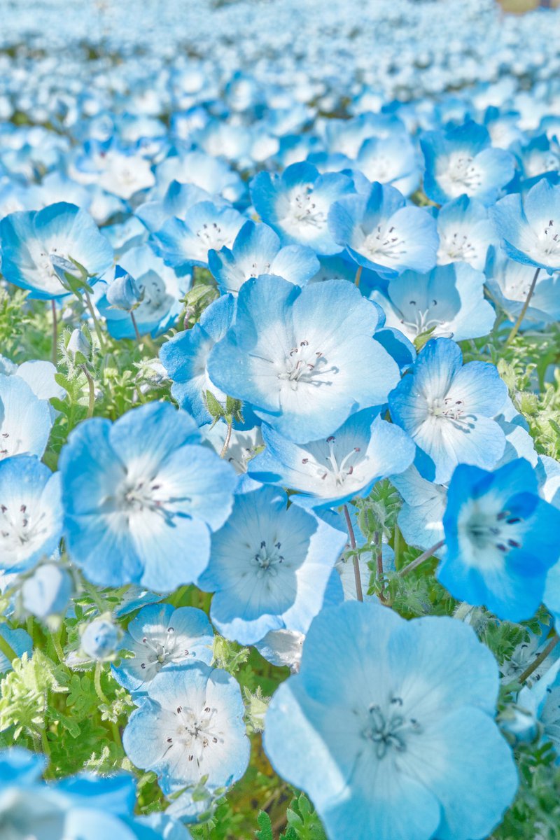 hiro01044810's tweet image. ネモフィラ⭐️
#写真 #写真好きな人と繋がりたい #写真撮ってる人と繋がりたい #キリトリセカイ #ファインダー越しの私の世界 #カメラ好きな人と繋がりたい