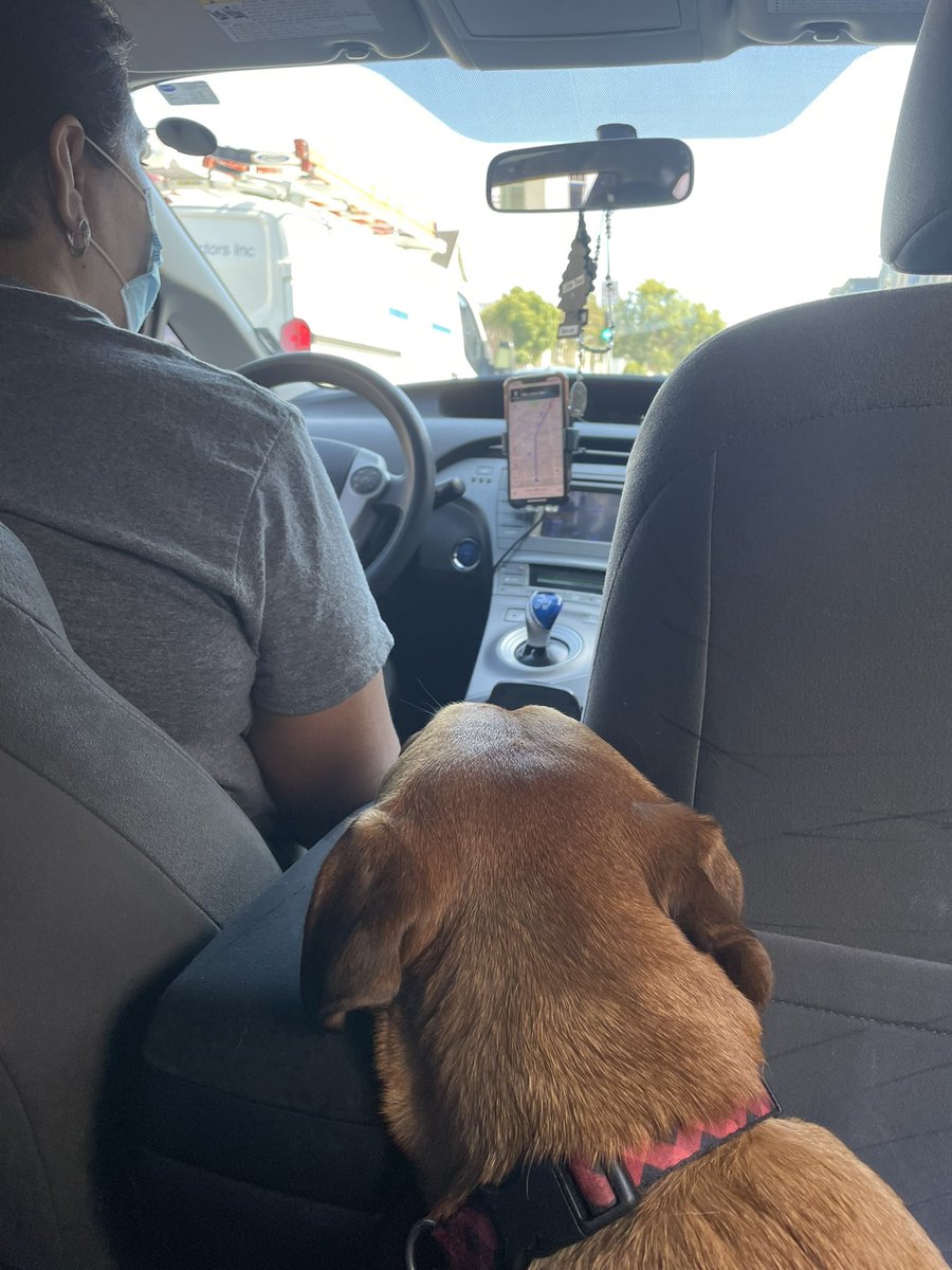 NickInSFO's tweet photo. Hey @Uber @UberShouts @Uber_Support Otis and I are REALLY grateful for the new #UberPets option for cars. And our driver Katy… 5 stars! https://t.co/ozBwXvh6UX
