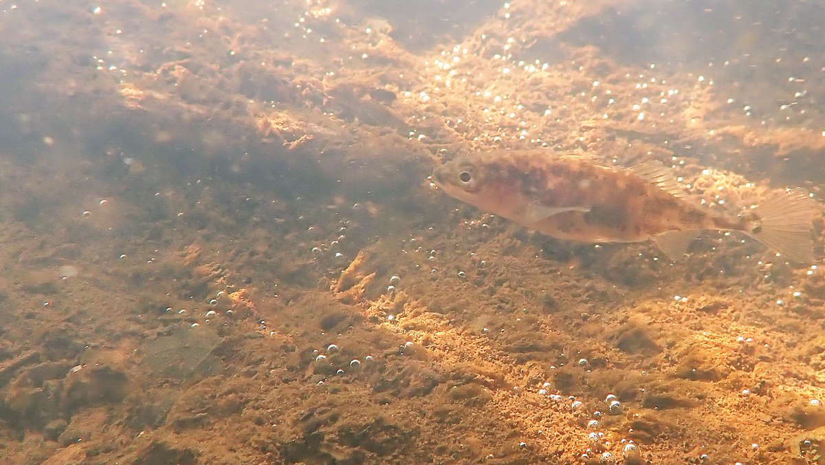 numenini's tweet photo. Despite thick layers of silt, at least River Little Ouse upstream of Hopton has abundant Three-spined Sticklebacks & quite a few Caddis Fly Larvae.
#LittleOuse #Chalkstreams #Suffolk #Norfolk #Sticklebacks #freshwaterfish #caddisflylarvae #caddisfly #trichoptera #riverflies 5/9 https://t.co/Zd0vjY9whp