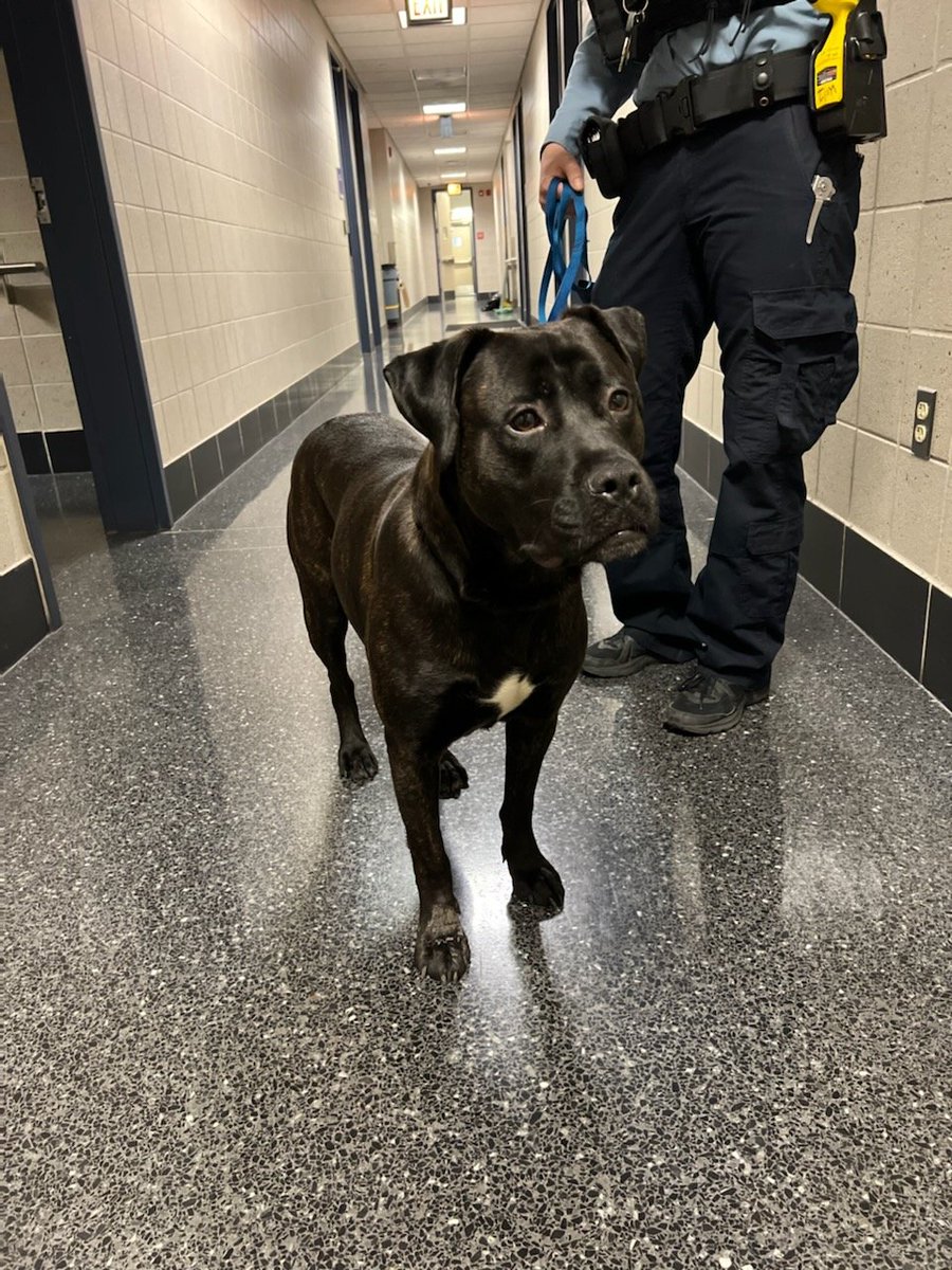 ChicagoCAPS19's tweet photo. Please help us find the owner of this pup. Female dog found at 4600 N. Magnolia. If you have any information please contact the 019th district at 312-744-8320. @ChicagoCAPS19 https://t.co/uykZQpvlkh