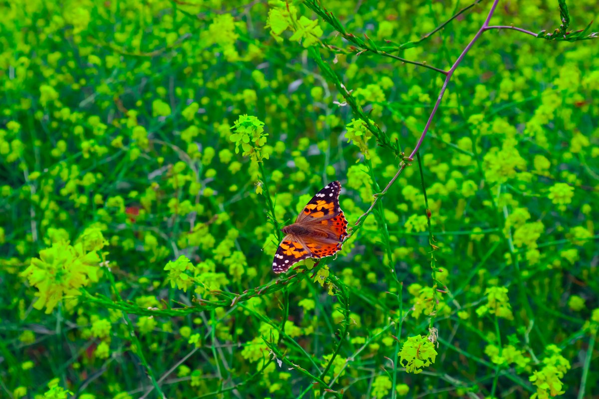 Salty_Views's tweet photo. Salty View #37: Life in HD
.
Malibu, California. United States
.
#NFT #NFTs #Opensea #photography #lens #travel #butterfly #green #flowers #insects #flowersfield #naturephotography #nature #art #sunny #butterflies #beautiful https://t.co/qgIs5DyXK2