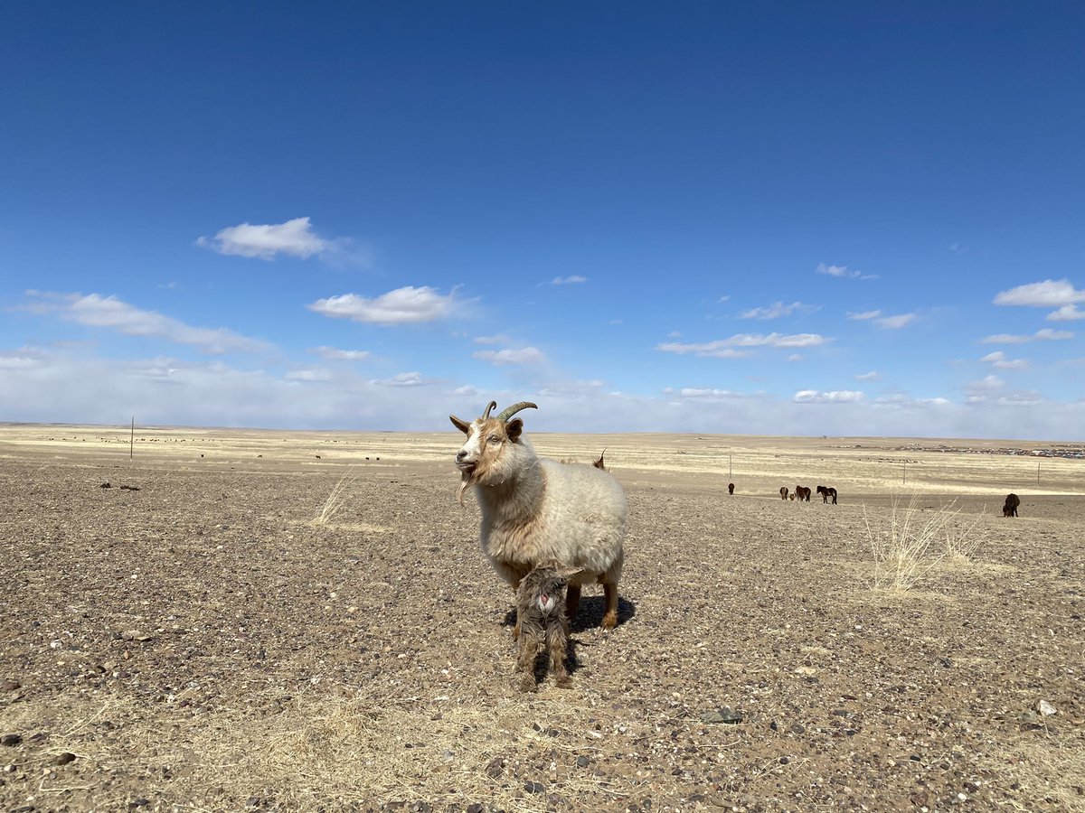 өглөөний мэндээ ! дөнгөж ишиглэсэн  ямаатай таарав😊