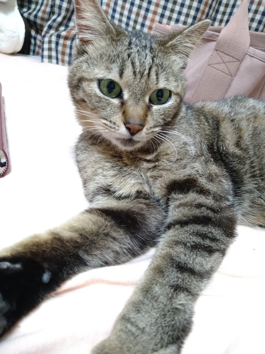 arapin3104's tweet photo. 迷い猫です。

2022年4月7日から突然家の中に入ってきて外に出てくれません。ベットの上で毛づくろいをし人間の枕の上で寝ます。動物禁止の賃貸のため困っています。鳴き声に特徴があります。家の前は車の通りが激しいのでくすが仕方なく外出中に外に出します。
#旭市　#迷い猫　#��ジトラ　#千葉県 https://t.co/hGnyyeL2na