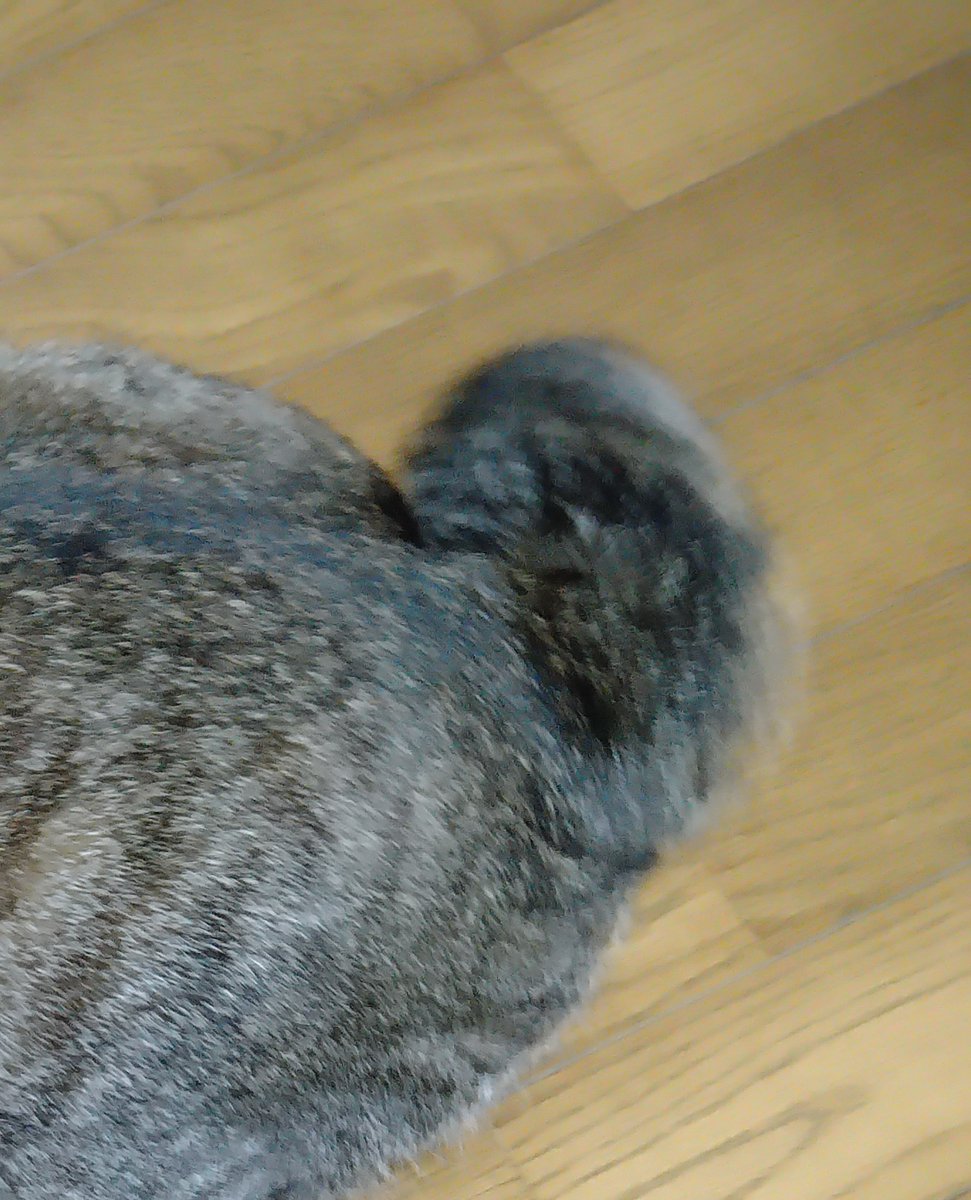 arapin3104's tweet photo. 迷い猫です。

2022年4月7日から突然家の中に入ってきて外に出てくれません。ベットの上で毛づくろいをし人間の枕の上で寝ます。動物禁止の賃貸のため困っています。鳴き声に特徴があります。家の前は車の通りが激しいのでくすが仕方なく外出中に外に出します。
#旭市　#迷い猫　#��ジトラ　#千葉県 https://t.co/hGnyyeL2na