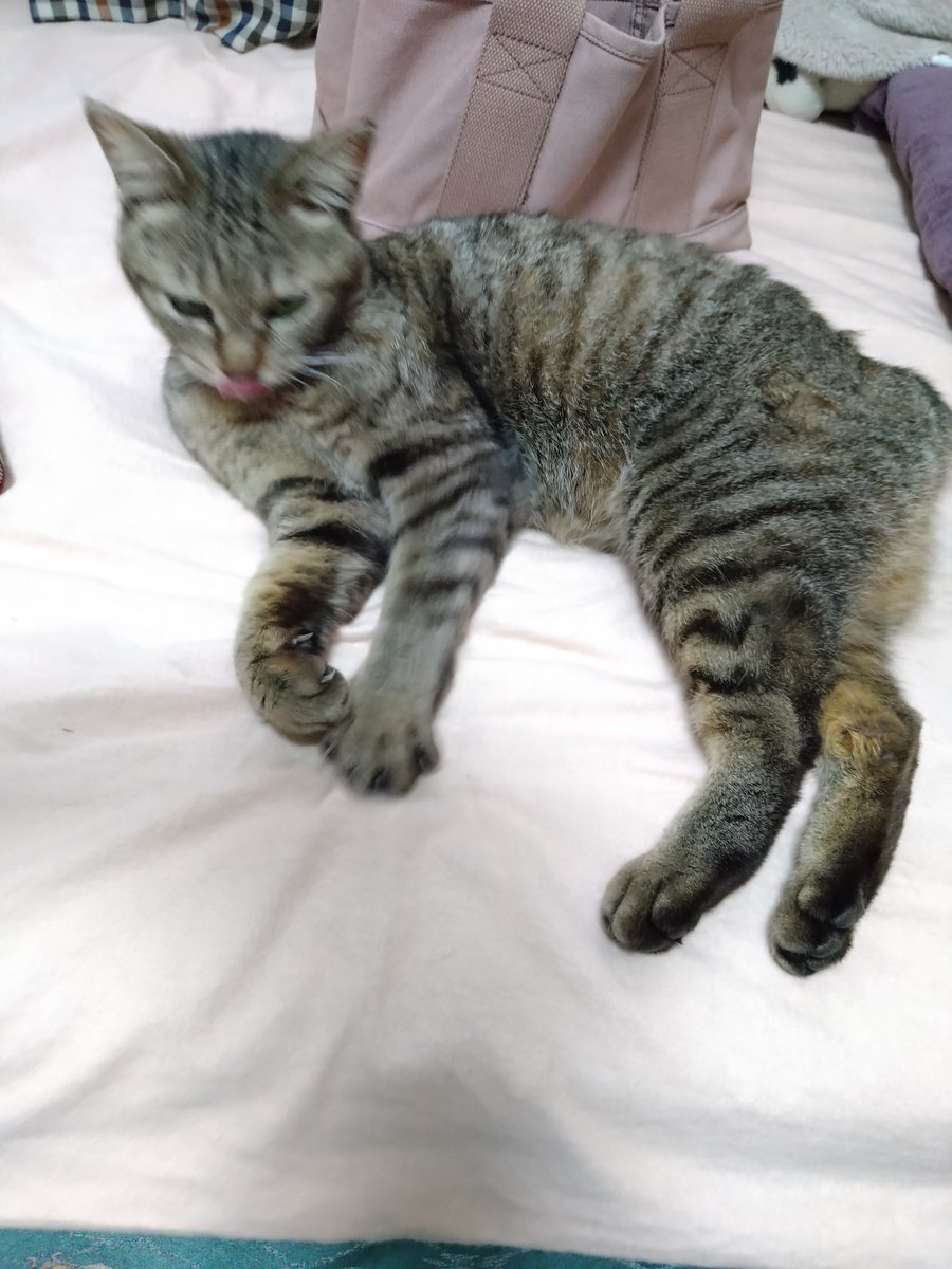 arapin3104's tweet photo. 迷い猫です。

2022年4月7日から突然家の中に入ってきて外に出てくれません。ベットの上で毛づくろいをし人間の枕の上で寝ます。動物禁止の賃貸のため困っています。鳴き声に特徴があります。家の前は車の通りが激しいのでくすが仕方なく外出中に外に出します。
#旭市　#迷い猫　#��ジトラ　#千葉県 https://t.co/hGnyyeL2na