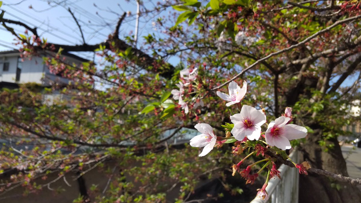 f_jry's tweet photo. そろそろ葉桜 https://t.co/RDQDKnhRF0