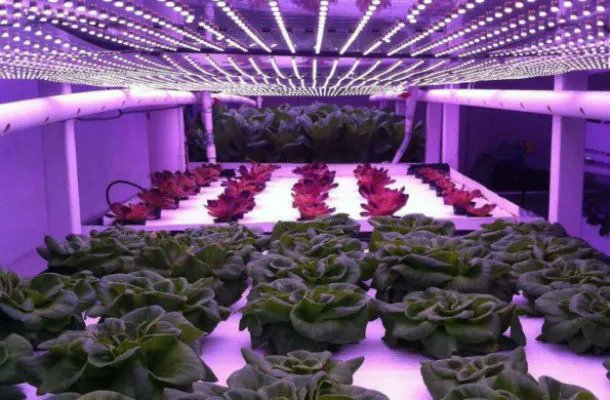 Fincas verticales, más rentables que un invernadero
buff.ly/3JcXlwX