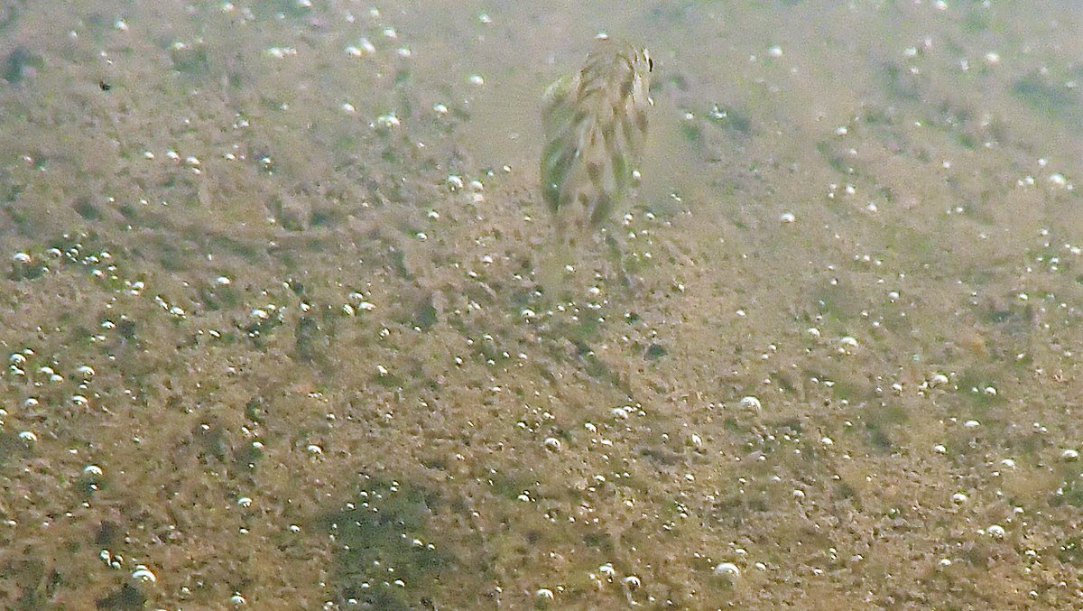 numenini's tweet photo. One of the many Three-spined Sticklebacks in the River Little Ouse upstream of Hopton was diseased.
But on the plus side, saw 2 small Perch, my first Perch of the year.
#riverlittleouse #LittleOuse #Chalkstreams #Suffolk #Norfolk #Sticklebacks #freshwaterfish #Perch #Hopton
6/9 https://t.co/v5k0lKJQMw