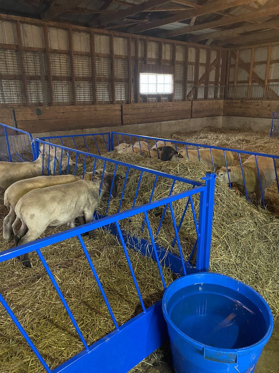 Michell89253923's tweet photo. No better feeling then the feeling of a freshly cleaned out barn! #readyforlambingtostart https://t.co/3jxlFaDzR0