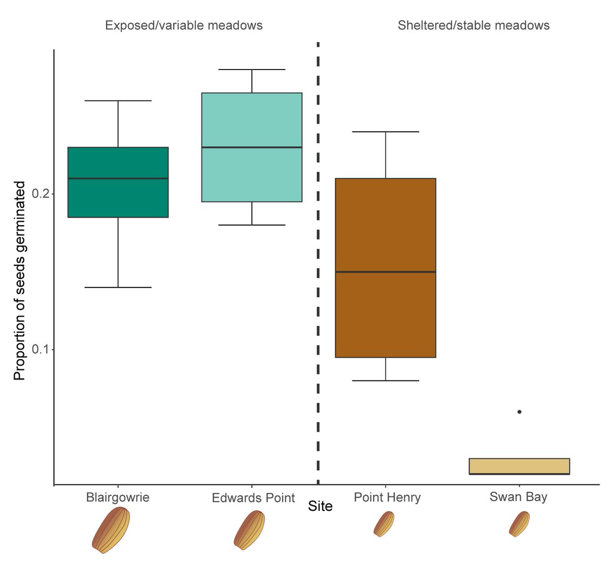 Seagrass at different sites in #PortPhillipBay consistently produce different sized #seeds which affected their germination and persistence. #Seagrass 

Check out our new paper link.springer.com/article/10.100…