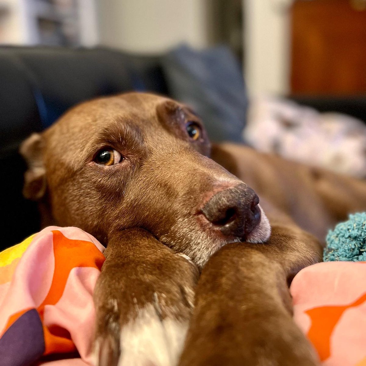 JD_arch_'s tweet photo. Happy #NationalPetDay to all the furry office mascots out there! 🐶🐾 https://t.co/NgG4lD30I4