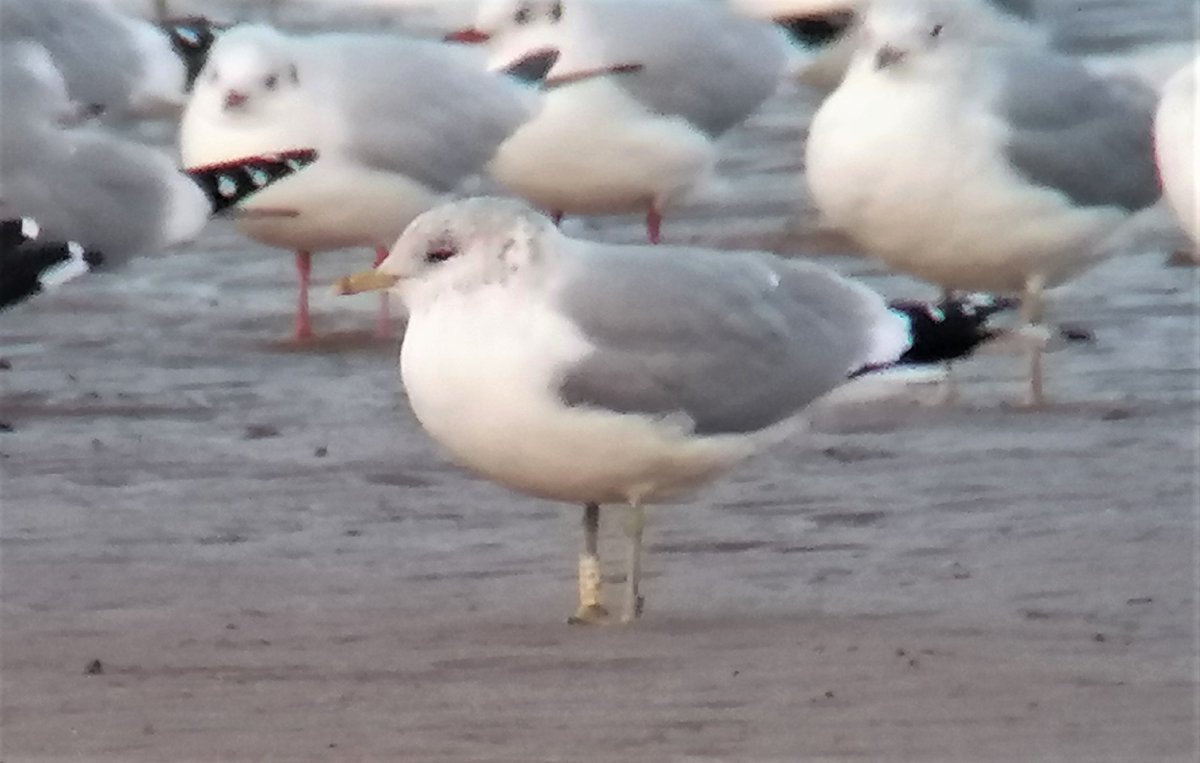 Stephen Welch tweet media