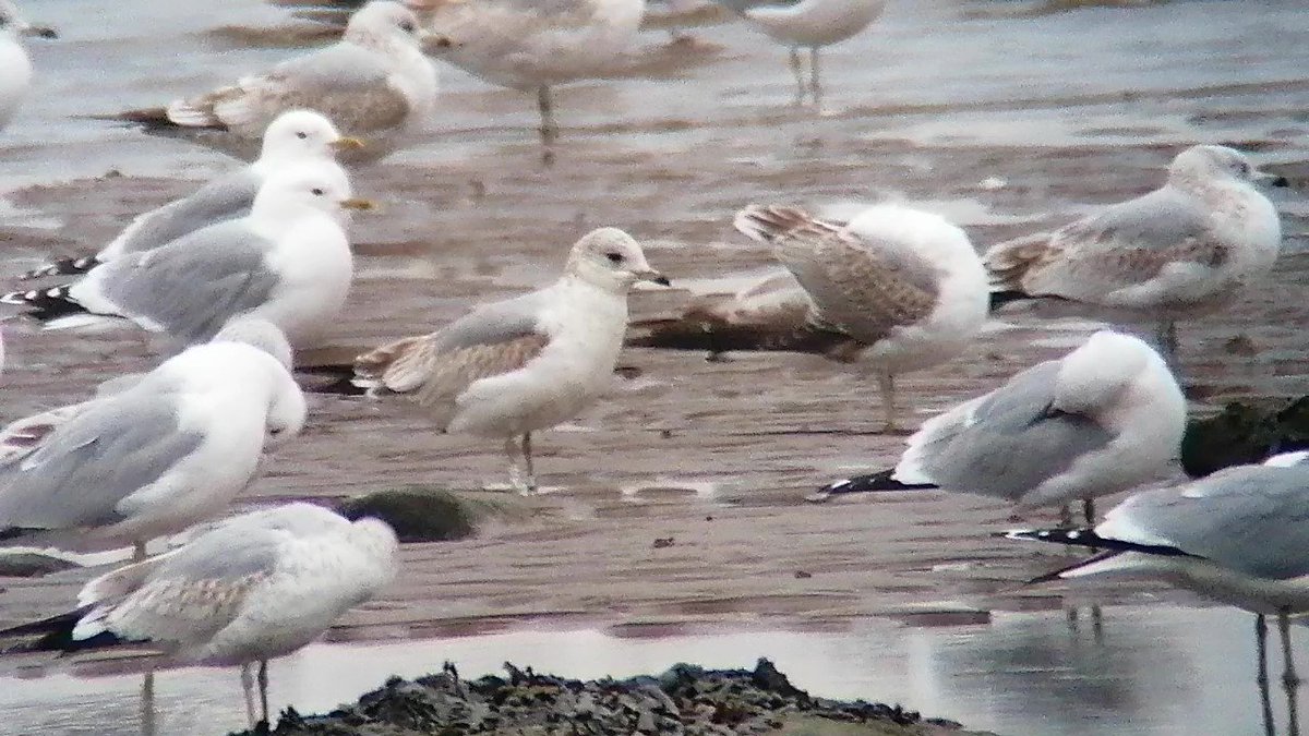 Stephen Welch tweet media