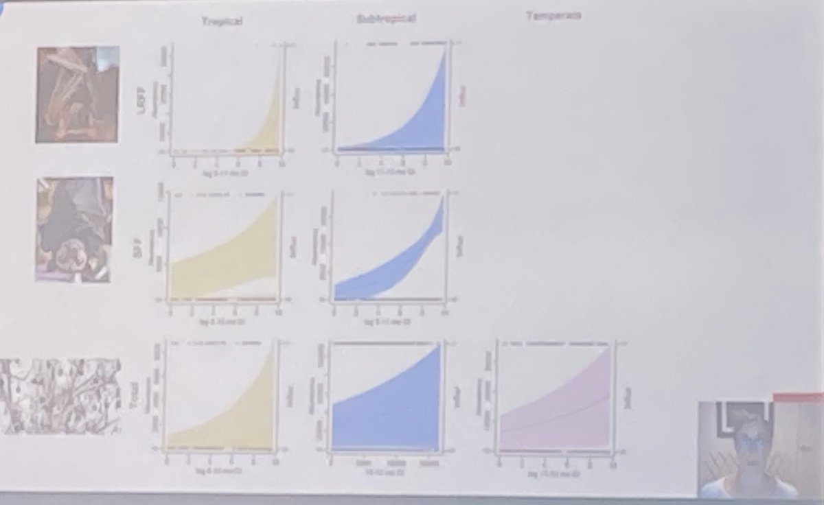 ecoaus's tweet photo. Some fantastic modelling by @pelentini and team predicting changes in flying-fox camp numbers with plant phenology across Australia. Some important work in identifying areas where conflict may arise with our amazing megabats and management may be required. #AusBatSoc2022 https://t.co/vTUZNEc2LJ