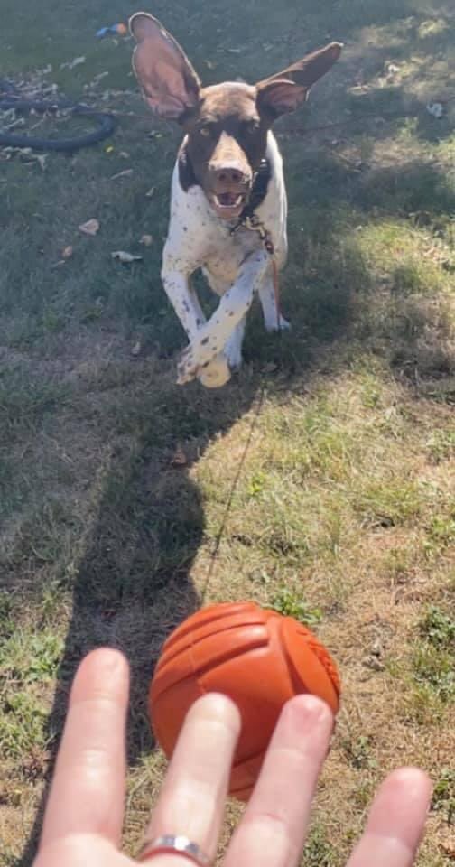 #NationalPetDay2022 meet Max, Aka Maxy, Aka Frankendog, Aka jar Jar Binks.  #GSPs