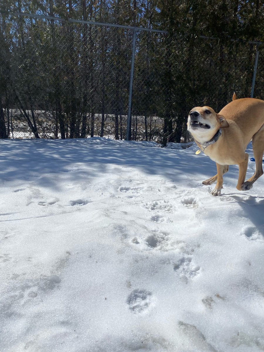 jghndrsn's tweet photo. So it is #NationalPetDay and in celebration, here is Cora the #Potcake. She plays hard and crashes even harder.
#NationalPetDay2022 #EOPR #Vanier https://t.co/Jr1xcOsJbH
