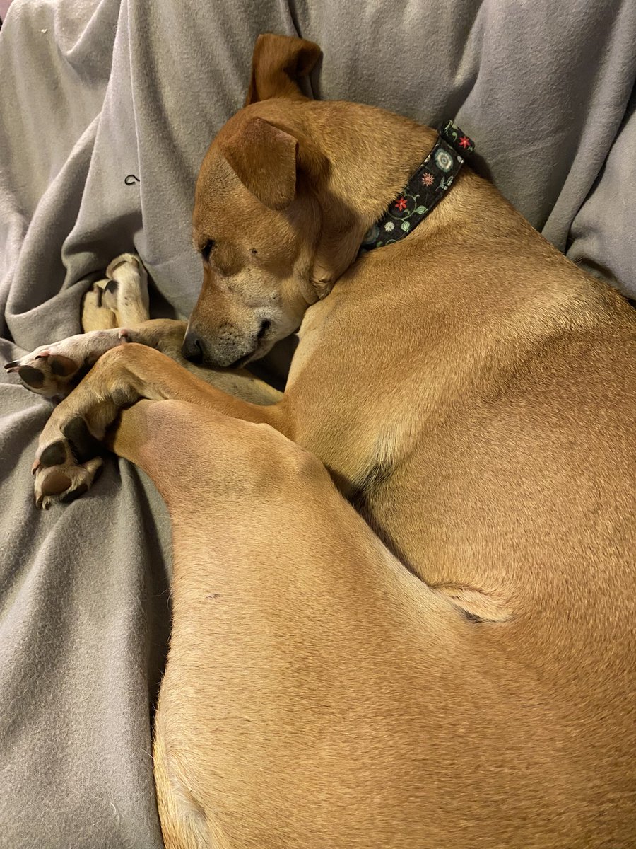 jghndrsn's tweet photo. So it is #NationalPetDay and in celebration, here is Cora the #Potcake. She plays hard and crashes even harder.
#NationalPetDay2022 #EOPR #Vanier https://t.co/Jr1xcOsJbH