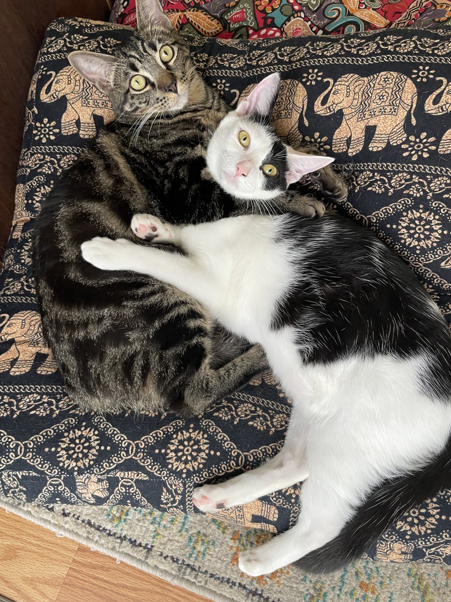 HartsonForCA's tweet photo. @TYTArmy3 Sister and brother rescued last summer... still besties 💞 https://t.co/Id6WxvyxJW