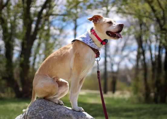 FargoParks's tweet photo. Happy #NationalPetDay! Furry or feathered, four-legged or two, pets love parks as much as we do.
Remember to keep your pets safe by keeping them leashed while exploring Fargo parks.
#FargoParks #ILoveFargo #SpringIntoFargoFun #BeActive https://t.co/pT7N4ztTmb