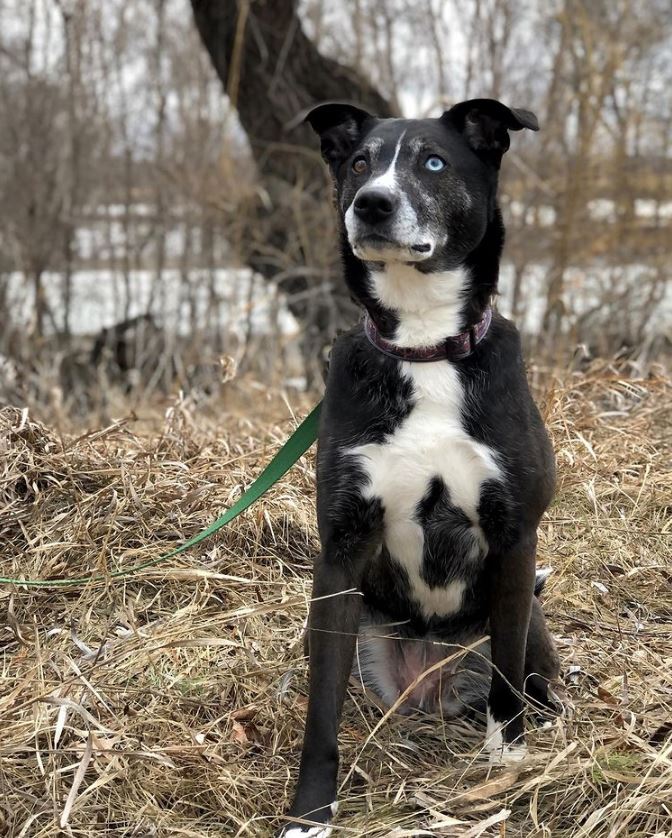 FargoParks's tweet photo. Happy #NationalPetDay! Furry or feathered, four-legged or two, pets love parks as much as we do.
Remember to keep your pets safe by keeping them leashed while exploring Fargo parks.
#FargoParks #ILoveFargo #SpringIntoFargoFun #BeActive https://t.co/pT7N4ztTmb